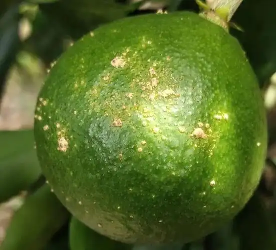 这种花皮果是疮痂病,近期高发!使用3年的套餐公开,有效好用