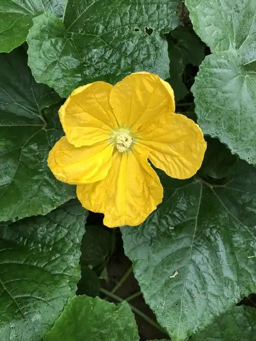 冬瓜花,带着一颗欣赏的心,你会发现这花也好美!