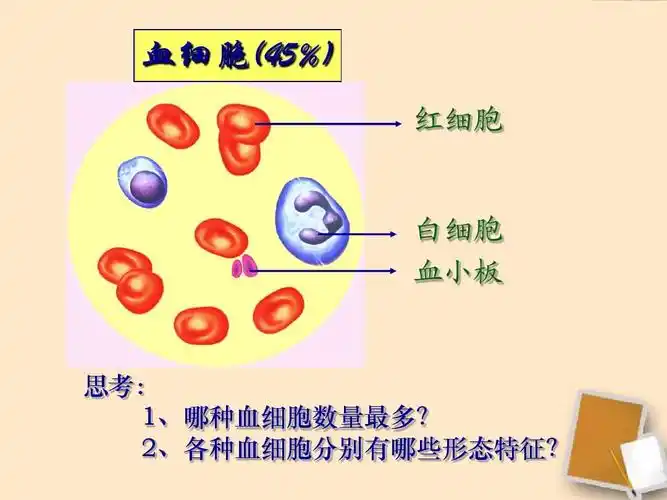 血细胞(45%) 红细胞 白细胞 血小板 思考: 1,哪种血细胞数量最多?