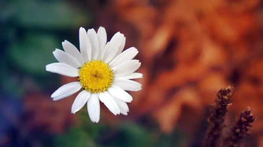 白雏菊花瓣朦胧4k