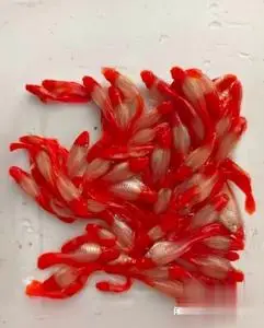 鸿运当头孔雀鱼 种鱼 回去就可以繁殖 高品质高质量