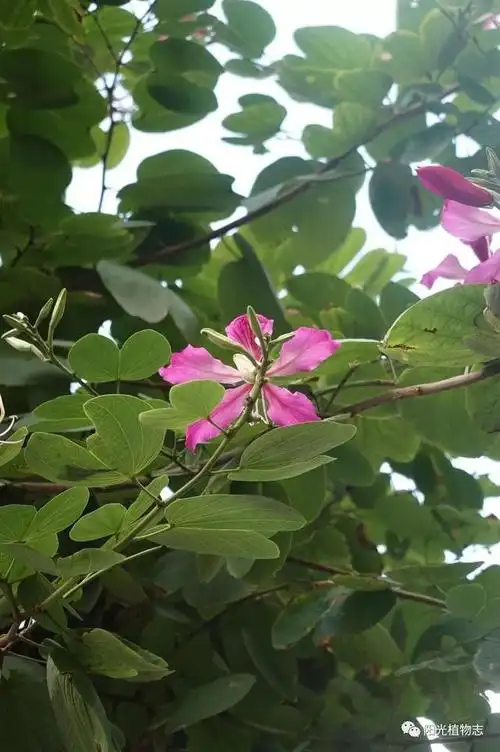 红花羊蹄甲,花妍,叶萌