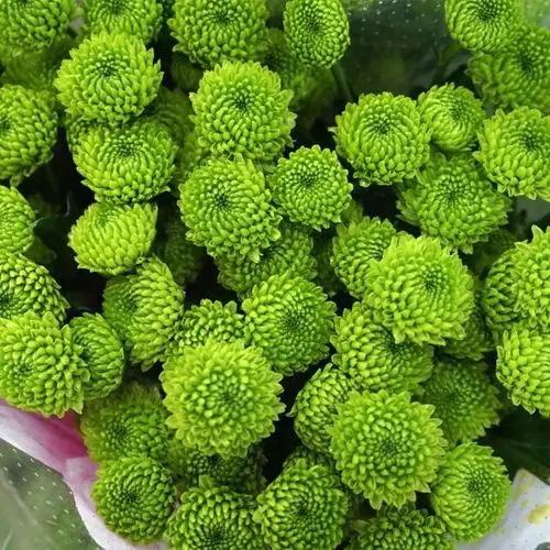 多头菊(绿色) 深绿,10枝/扎,0.6公斤