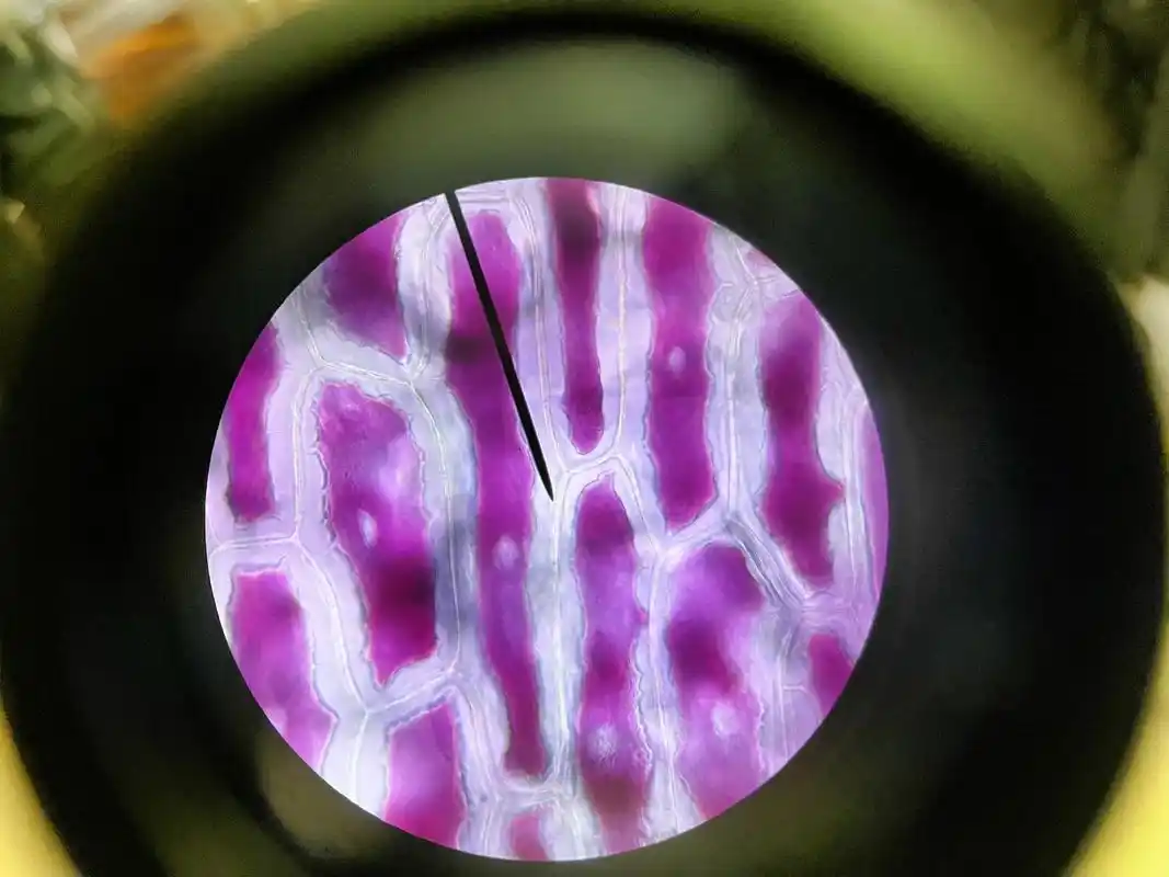 星期五在生物课上拍的,显微镜下的洋葱表皮 老师说我拍的不错17