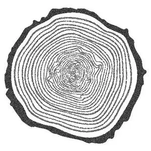 年轮图片-年轮素材-年轮插画-摄图新视界