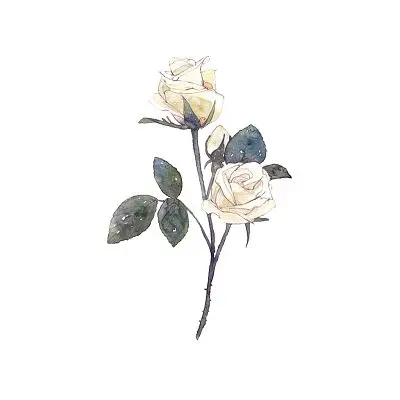 彩色手绘卡通小清新白玫瑰鲜花花草装饰妇女节元素png素材