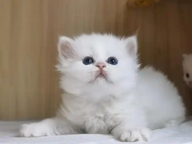 银虎斑高地纯白高地