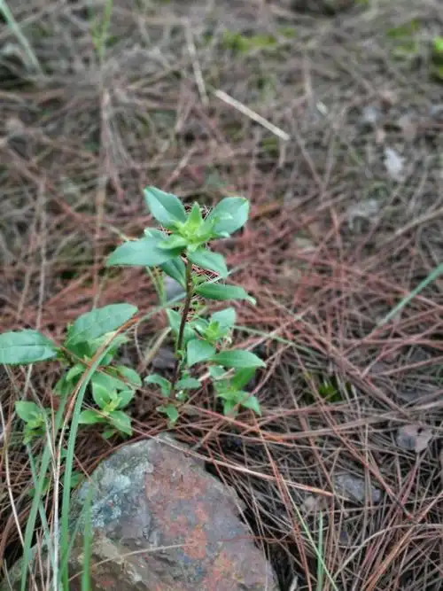 上山认识的第一种植物:龙胆草,能消炎.