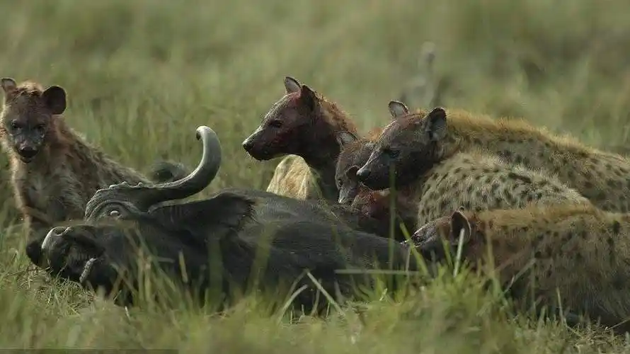 鬣狗凶残活吃大水牛,绝望无助的水牛竟跑过来向人类求助!
