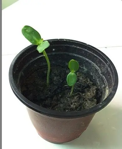 向日葵发芽