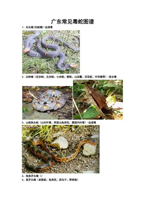 广东常见毒蛇图谱.docx