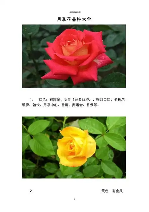 月季花品种大全精编版