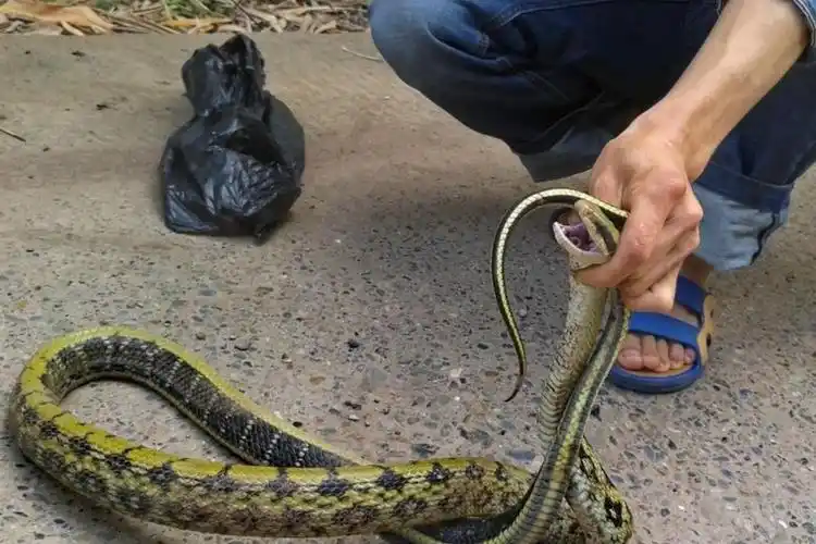 菜花蛇是保护动物吗图片,菜花蛇学名叫什么