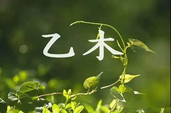 乙木是什么意思