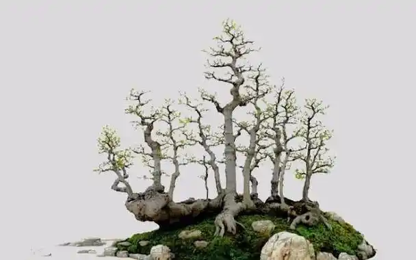 图解21种盆景造型风格,你喜欢哪种?