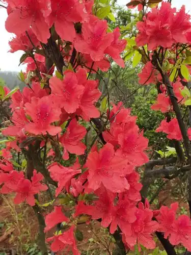 国旗红映山红]已上新,机不可失,失不再来,各位老板快来砸单吧!