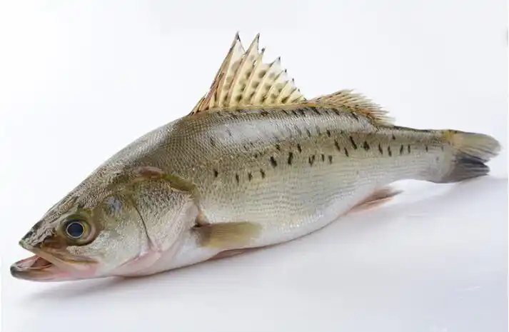 新鲜海捕鲈鱼海鲜水产鲜活速冻大鲈鱼新鲜深海鱼