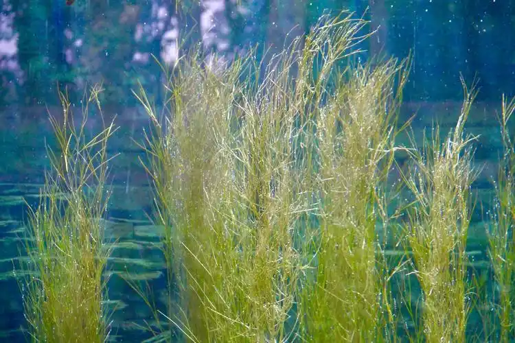 神奇有趣的沉水植物