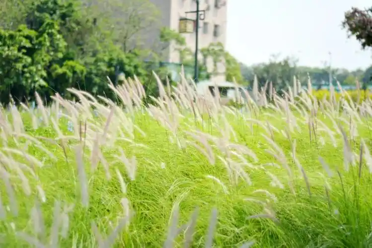 花海流潮迎来最美时刻!一秒拍出ins风大片!
