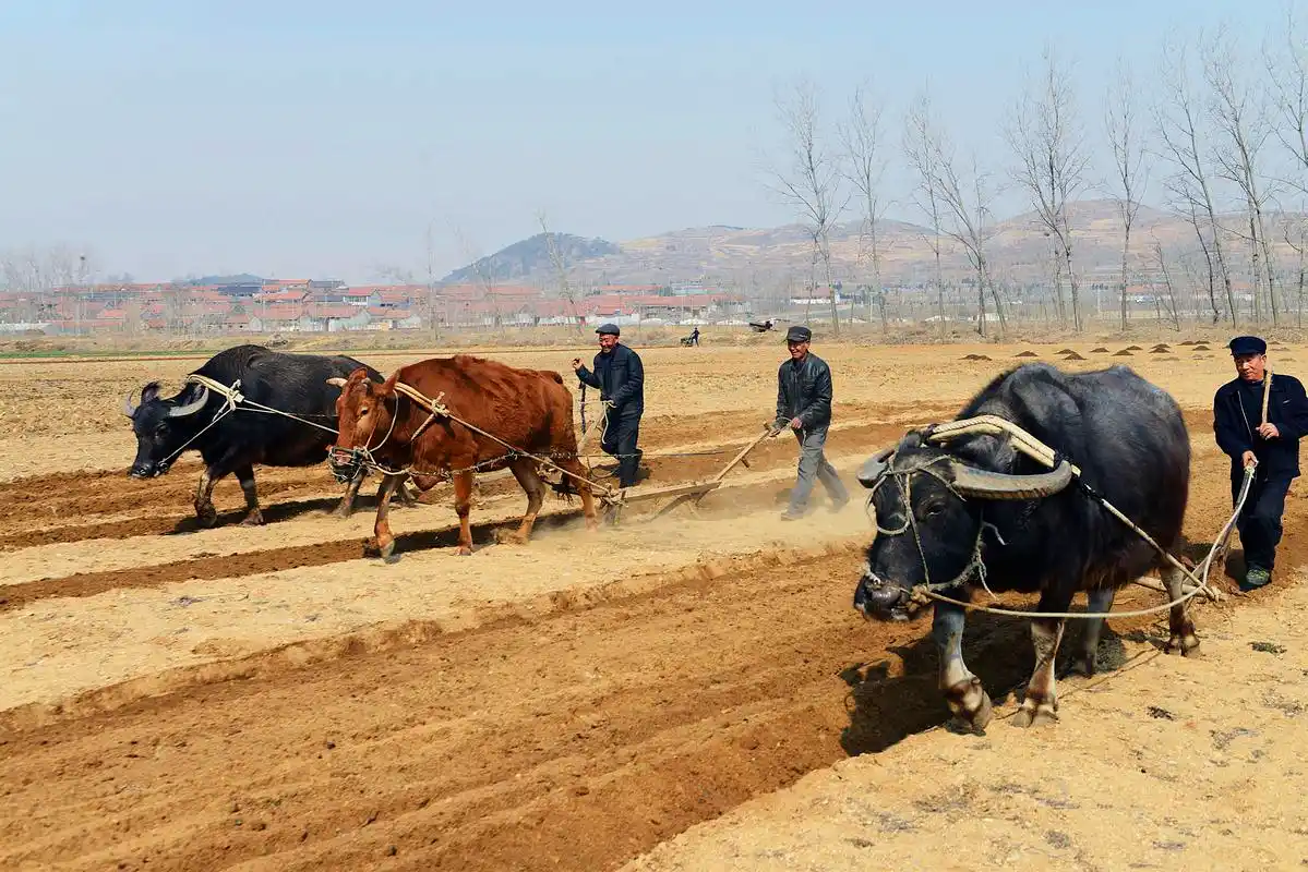 小山村里新鲜事 老牛耕地成"非遗"