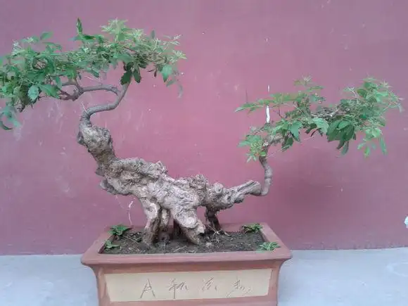 网友荆疙瘩盆景汇总欣赏