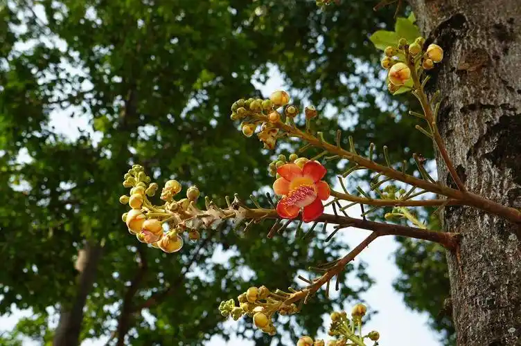 植物非试管高效快繁菩提树