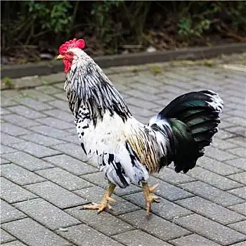 漂亮的公鸡图片_漂亮的公鸡图片大全_漂亮的公鸡图片下载