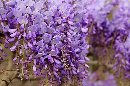 紫藤图片