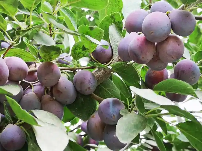 新疆喀什西梅礼盒装 2斤装