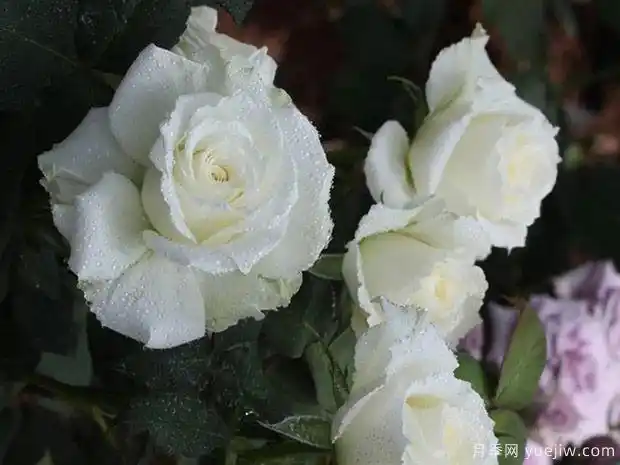 白色龙沙宝石月季白色伊甸园月季
