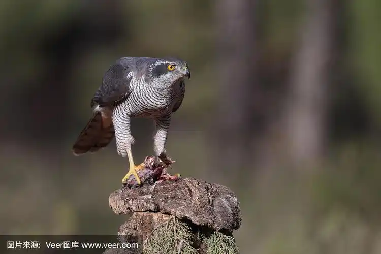 苍鹰,北,北方苍鹰,雀鹰,雷鸟