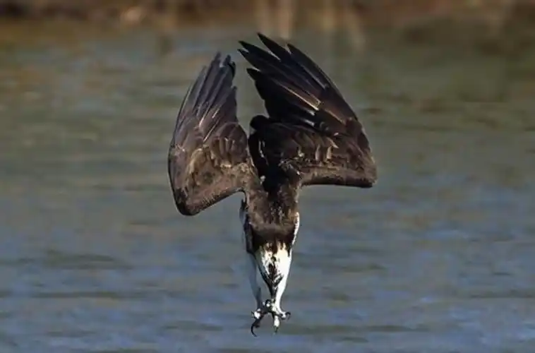 看着天空窜入水中的鱼鹰
