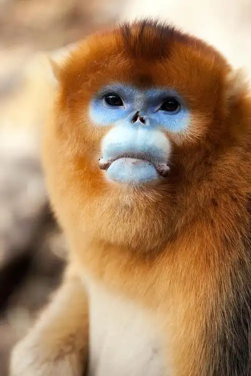 猴脸佛坪金丝猴