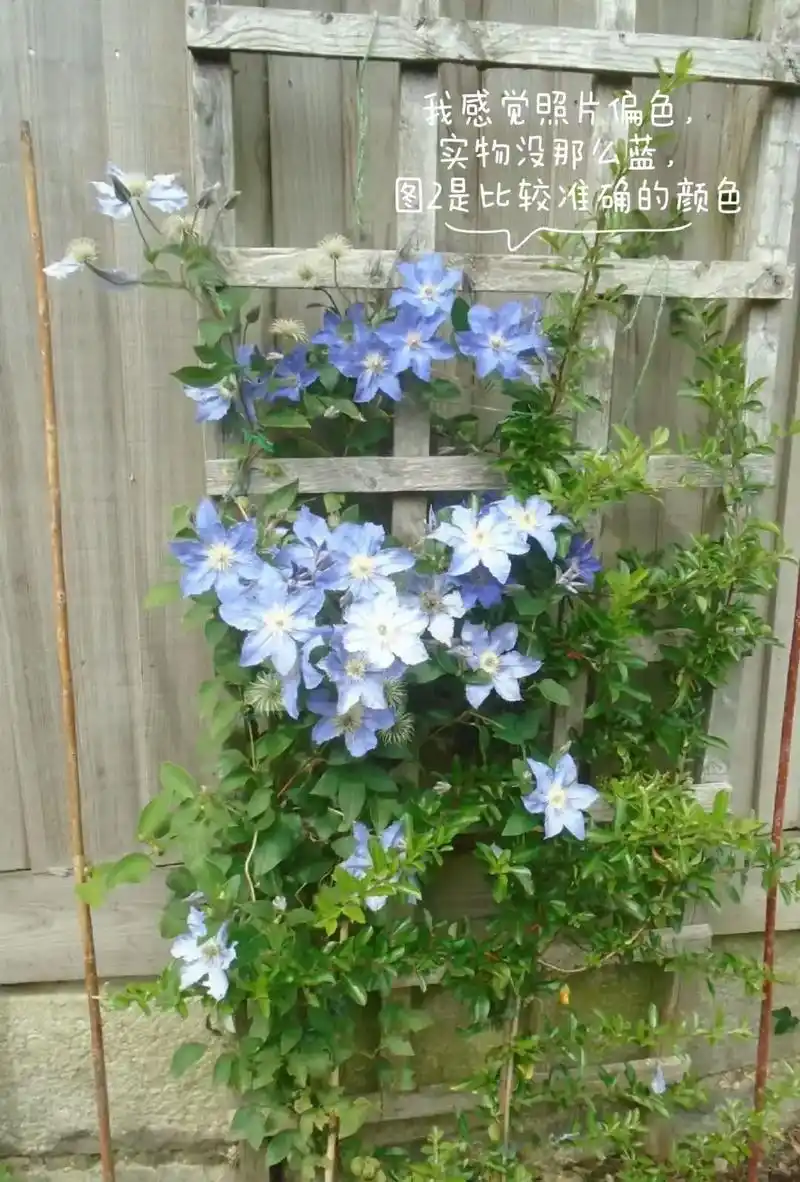 13.新品铁线莲"蓝钻品种介绍"