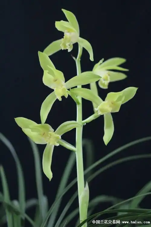 2015"我爱蕙兰"翠定荷素