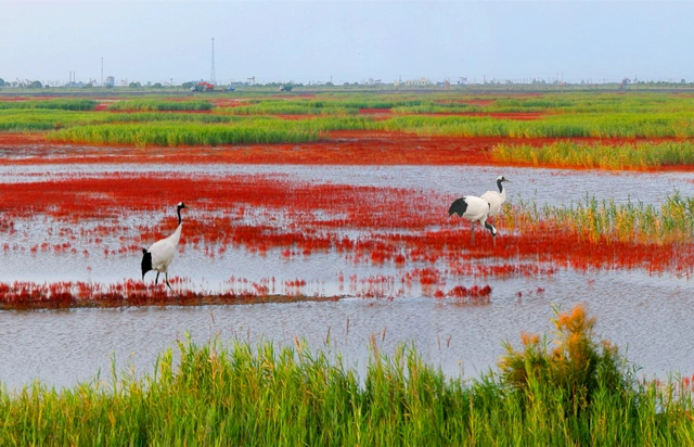 【国际湿地城市】— 山东省东营市