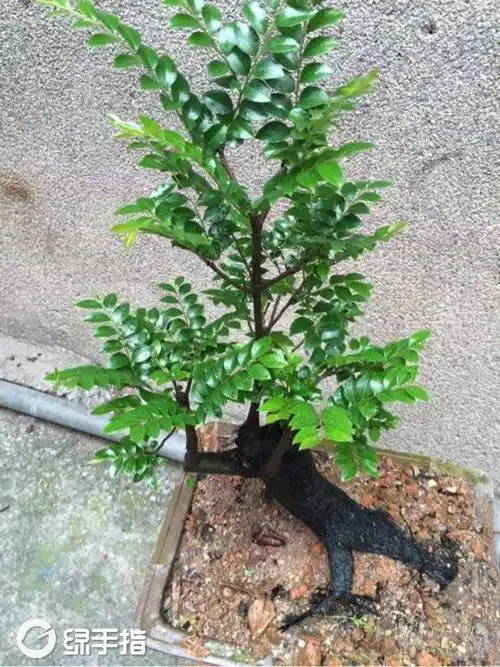 网上各种说法,市售小叶紫檀盆景,大多是黑骨茶盆景假冒,而两种盆栽