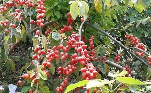 这种野生水果吃起来酸酸甜甜,没有想到现在还成了热门水果