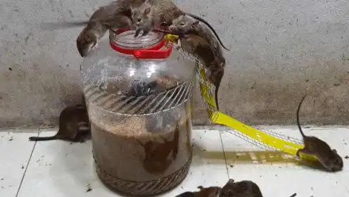 捕捉老鼠的新方法,这个捕鼠器太实用了