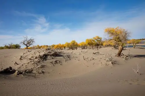 千年风沙,金色胡杨!