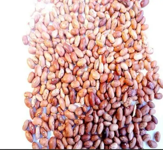 豇豆籽什么样求图片