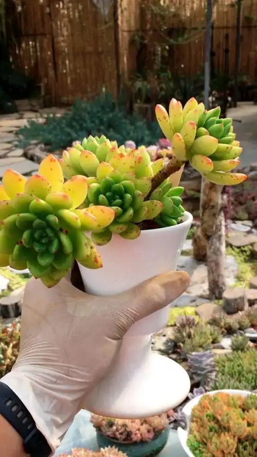 超美的春萌老桩 19890