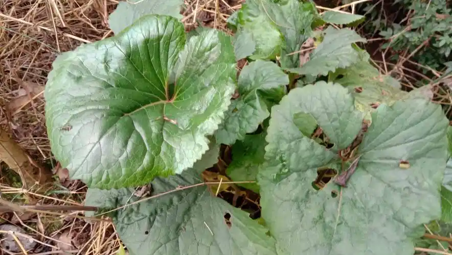 农村的"大马蹄叶",橐吾的叶子能吃吗?