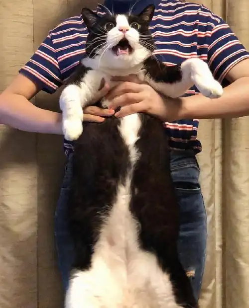 投稿一只被反关节的绒绒 cr ig:ikura... 来自绒绒专用猫塑bot - 微博