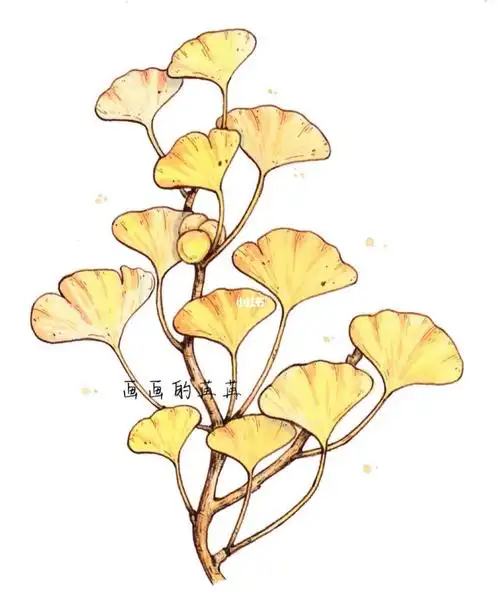 钢笔淡彩我的随手画银杏