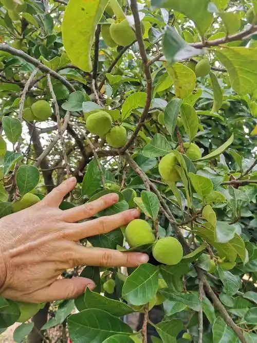 白桂木是濒危树种