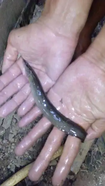 淡水鱼,生活在海南省陵水县,求大神解答