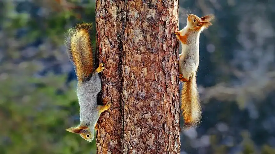 欧亚红松鼠,树,树干,尾巴 壁纸 - 1600x900
