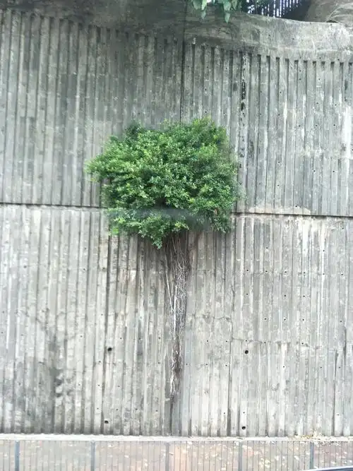 香港旺角街道,长在墙上的树.