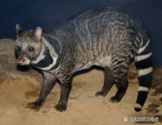 云南特有的5种动物,你会为它们的生存现状担忧吗?